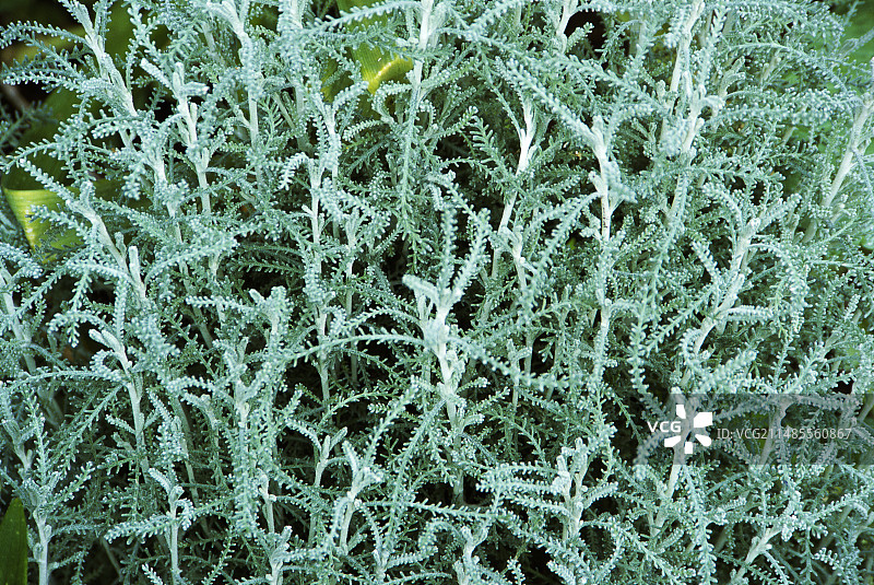 棉花薰衣草叶子图片素材