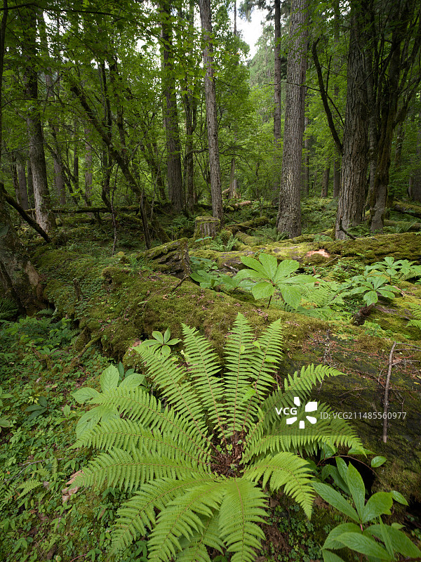 中国云南省德宏州通璧关自然保护区山地雨林中的桫椤类植物图片素材