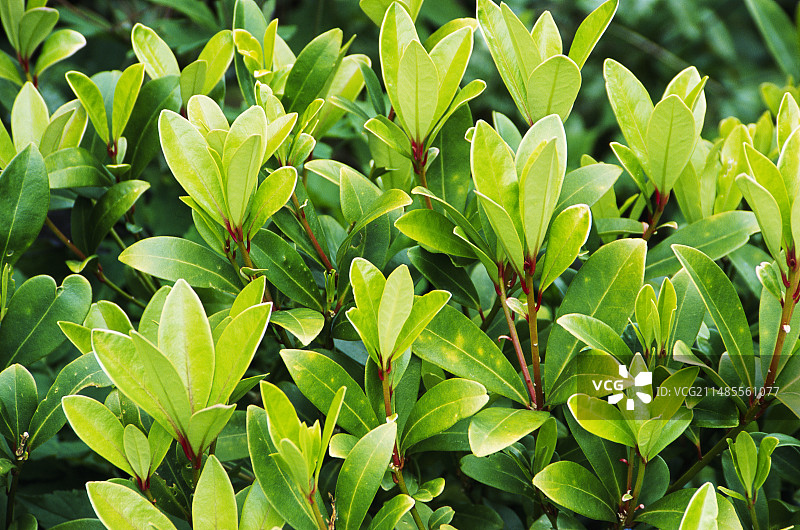 红宝石 স্কিম্মিয়া图片素材