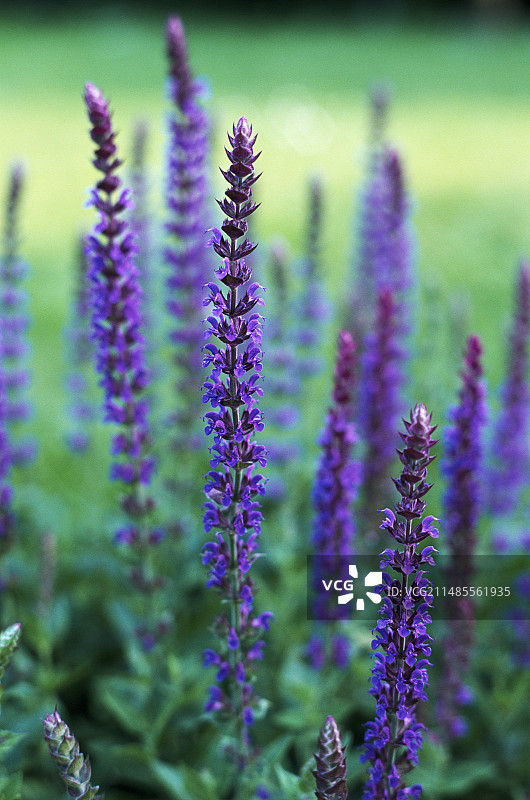 鼠尾草花图片素材