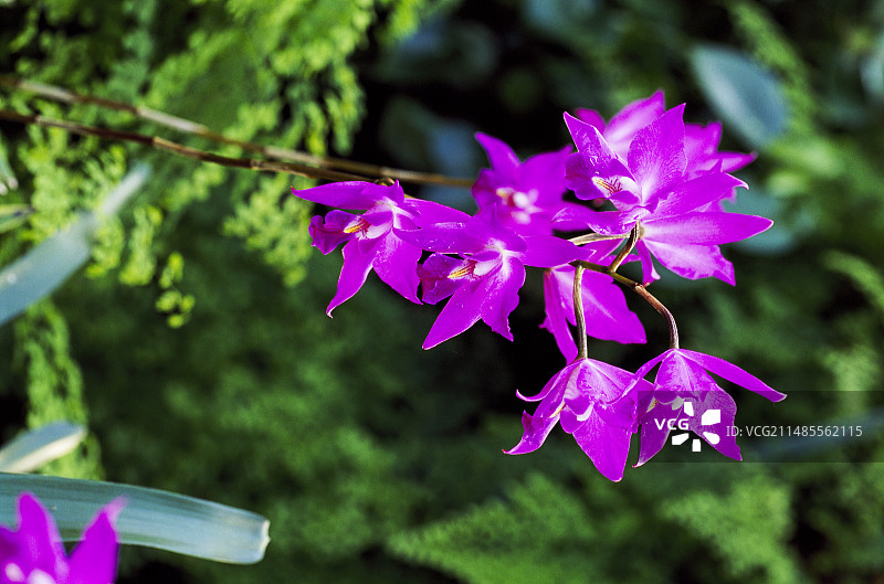 兰花(古尔德氏莱兰)图片素材