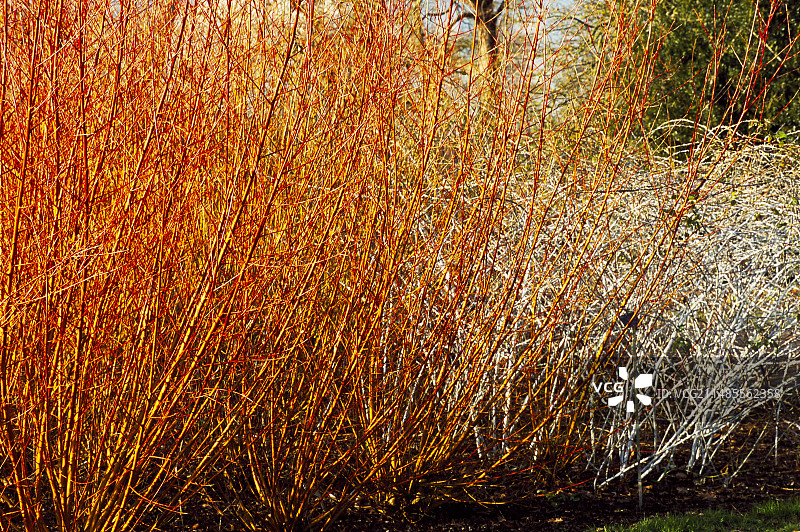 ‘Yelverton’柳树与白皮莓图片素材