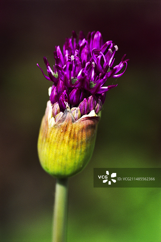葱属植物图片素材