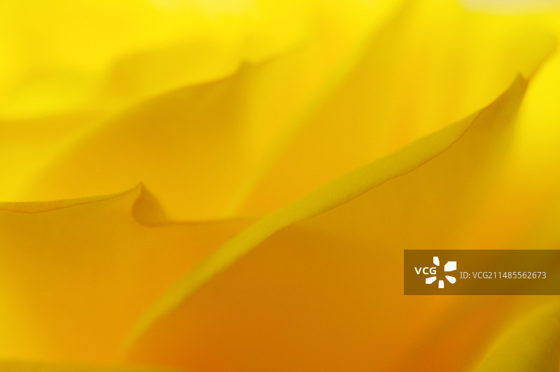 玫瑰花瓣图片素材