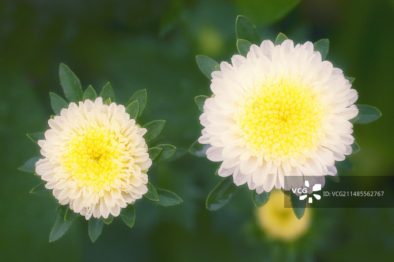 白色翠菊图片素材