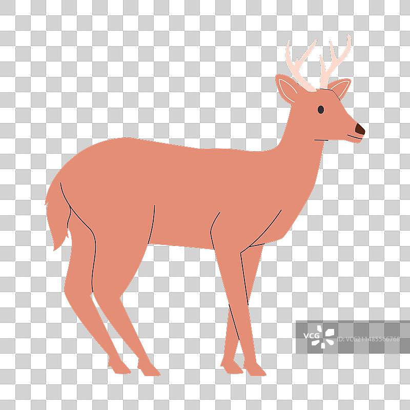 棕色有角食草哺乳动物图片素材