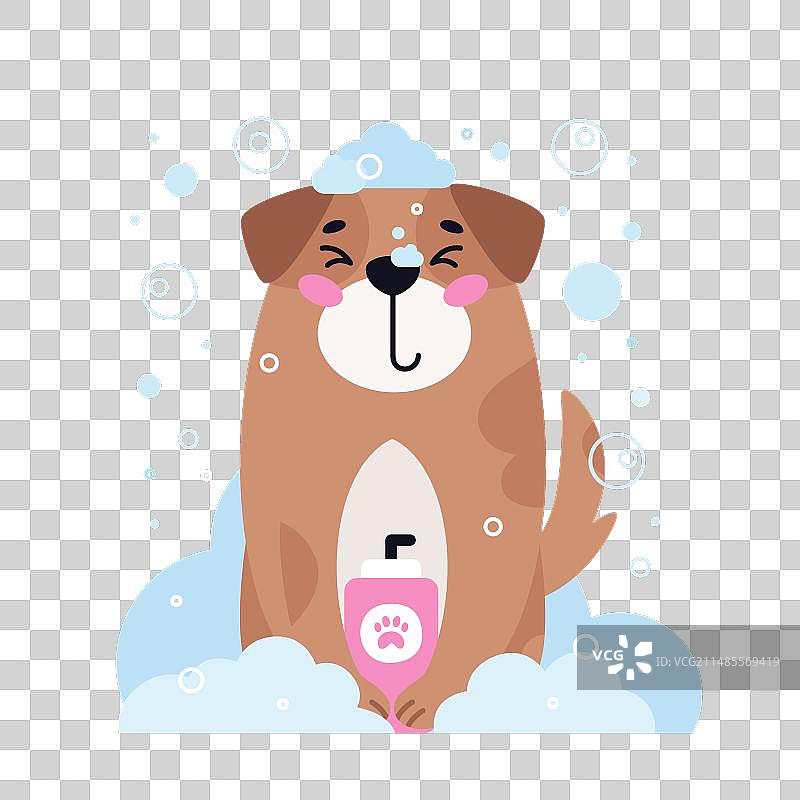 拉布拉多犬宠物美容护理图片素材