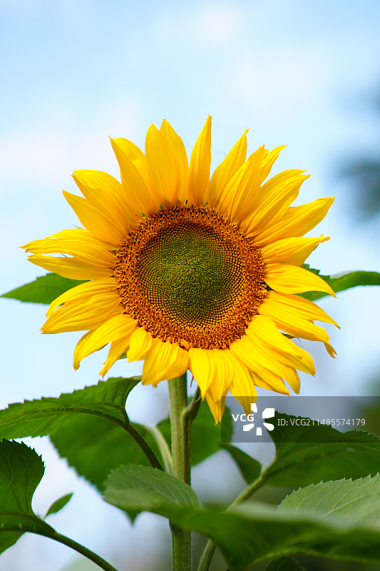 向阳而生图片素材