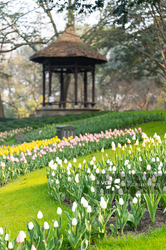太子湾郁金香图片素材