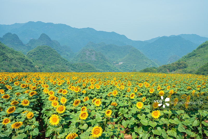 高山向日葵图片素材