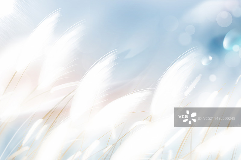弥散风二十四节气系列插画-秋天 风吹白色芦苇荡小清新插画 运动模糊背景 横版图片素材