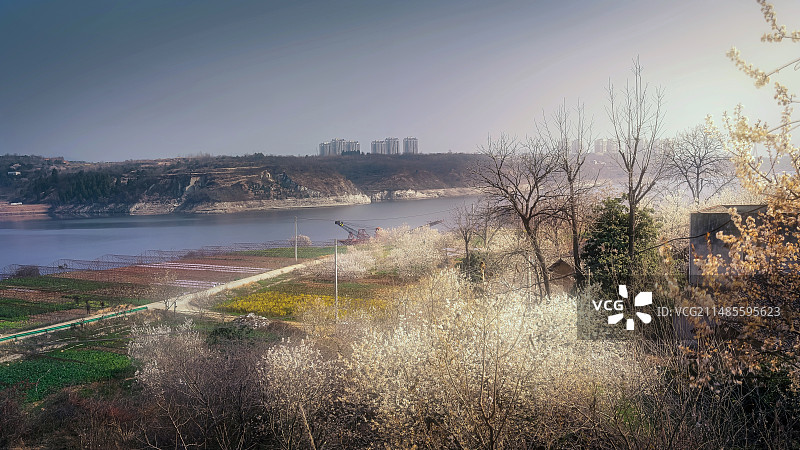 湖北省十堰市郧阳区朋儒村樱桃花盛开图片素材