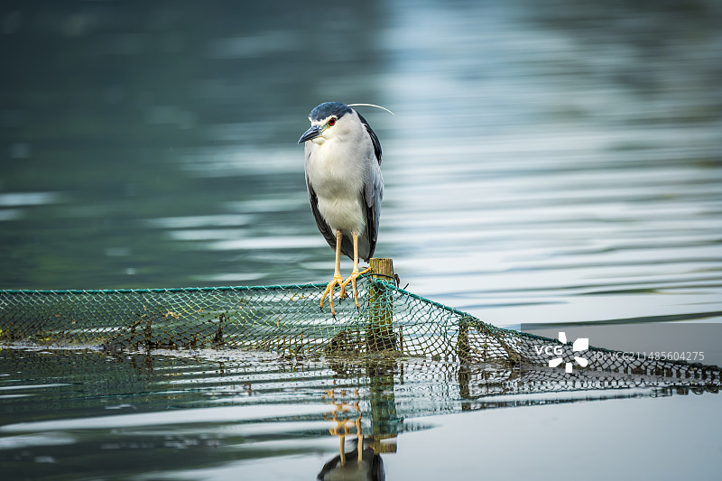 杭州西湖夜鹭捕食图片素材
