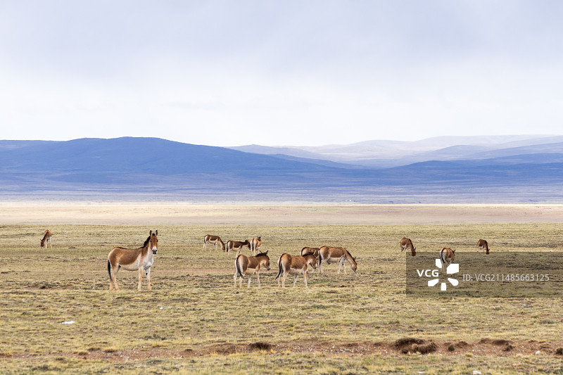 可可西里藏野驴图片素材