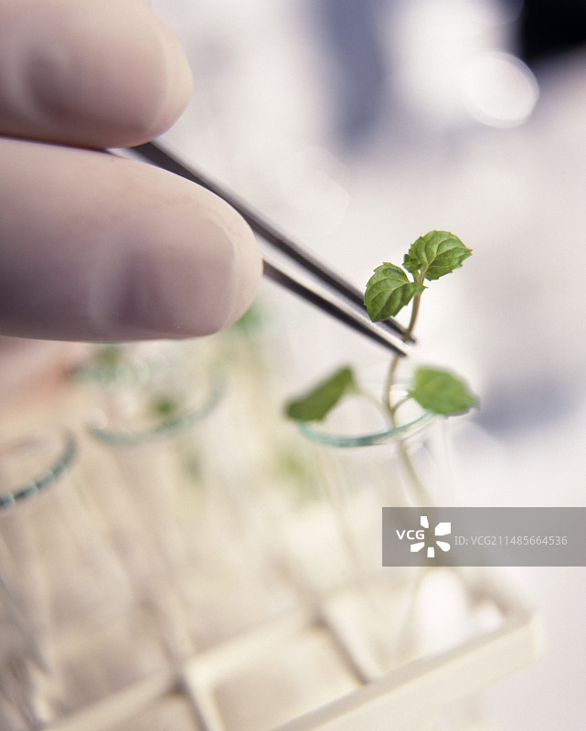 植物生物技术图片素材