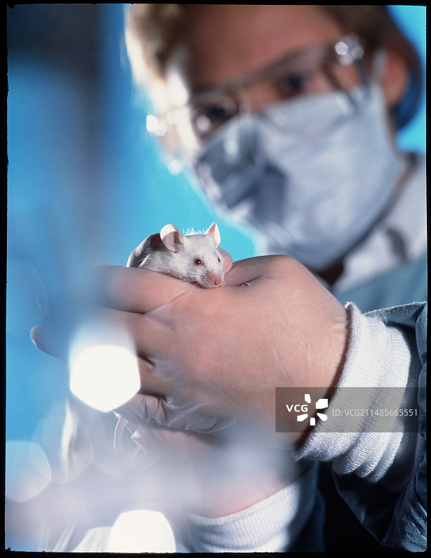 技术员拿着实验用小白鼠， Mus图片素材