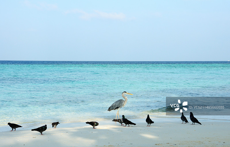 海鸟漫步图片素材