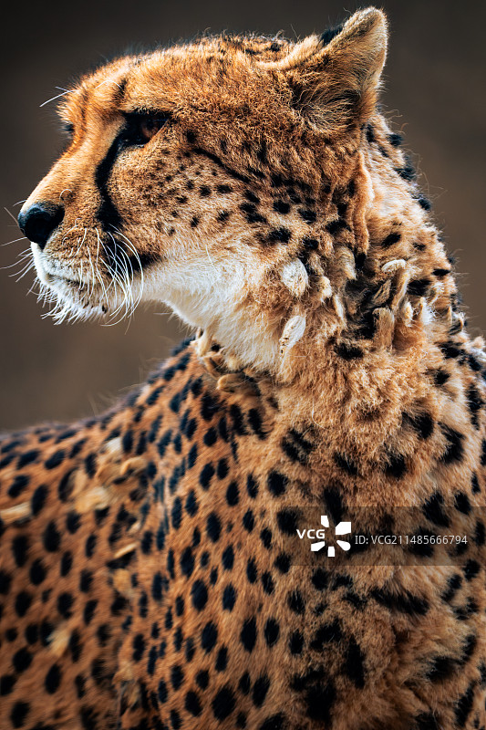 上海野生动物园精彩瞬间图片素材