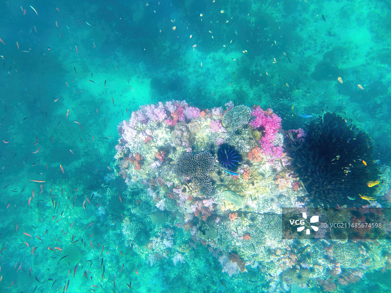 海岛浮潜珊瑚鱼群图片素材