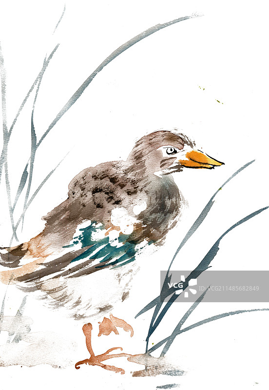 岸边的野鸭图片素材