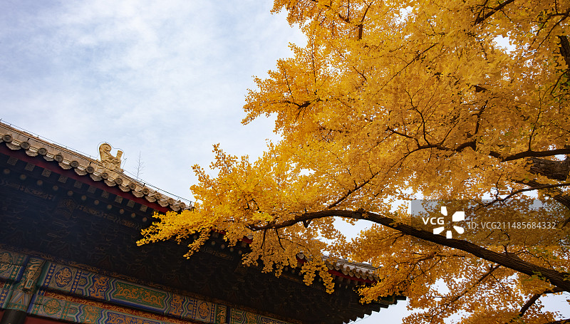 秋天红螺寺银杏落叶图片素材