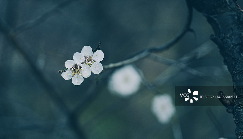 两朵白梅特写图片素材