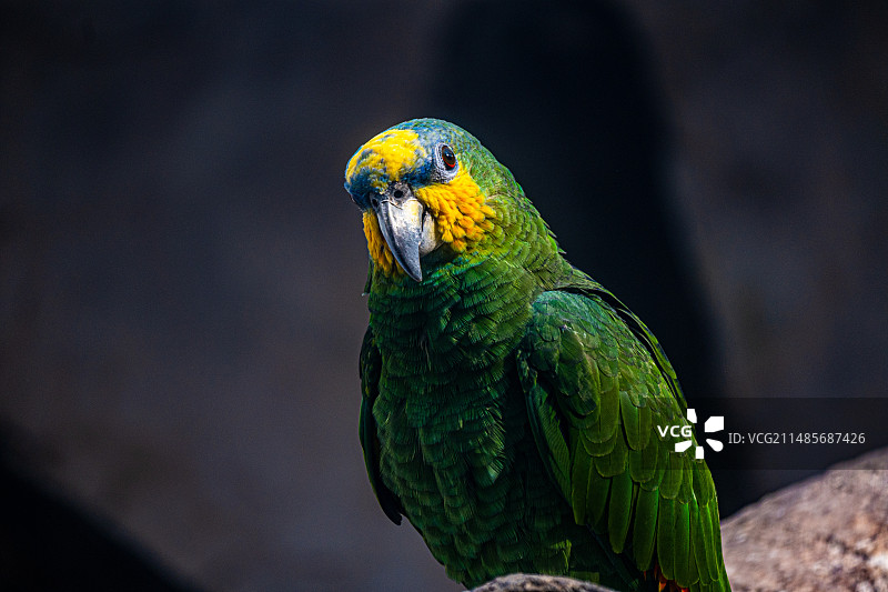 济南动物园图片素材