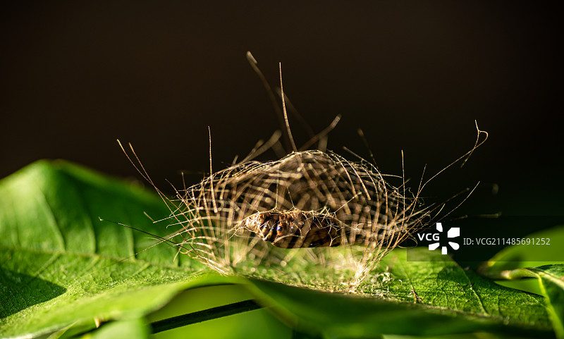 飞蛾的茧房变态发育蜕变图片素材