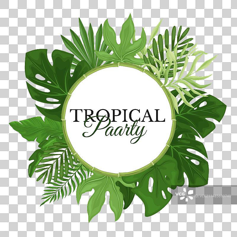 圆形框架中的热带绿色棕榈叶图片素材