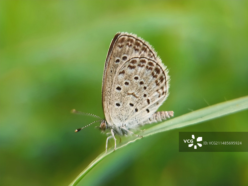 草叶上的蝴蝶特写镜头图片素材