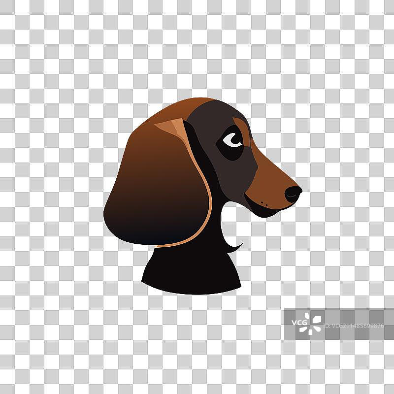 白色背景上眼神忧郁的棕色小狗图片素材