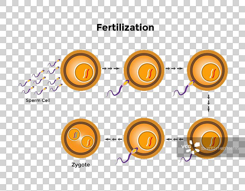 人类受精卵结合图片素材