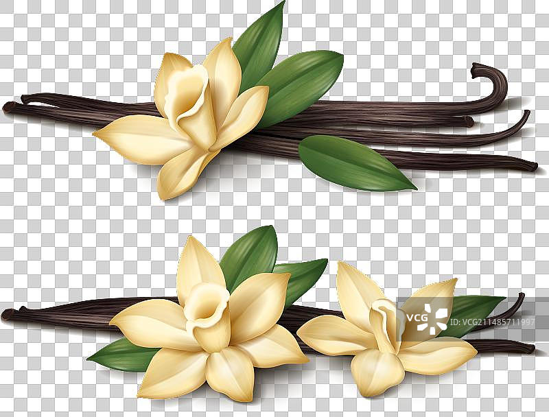 逼真的香草棒图片素材