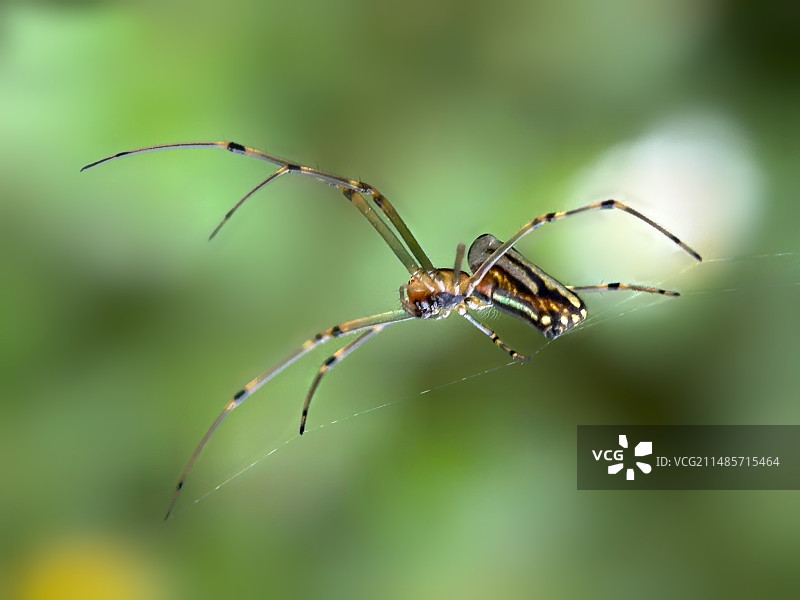 长脚蜘蛛图片素材