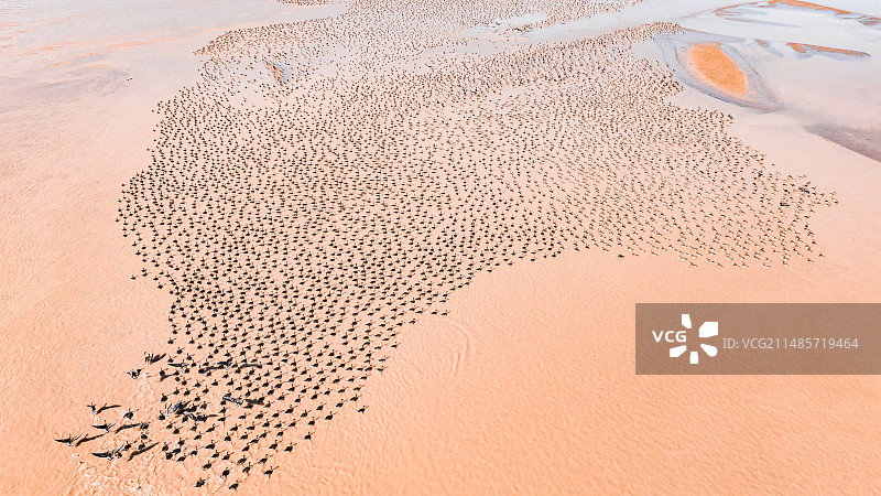 黄河群雁图图片素材