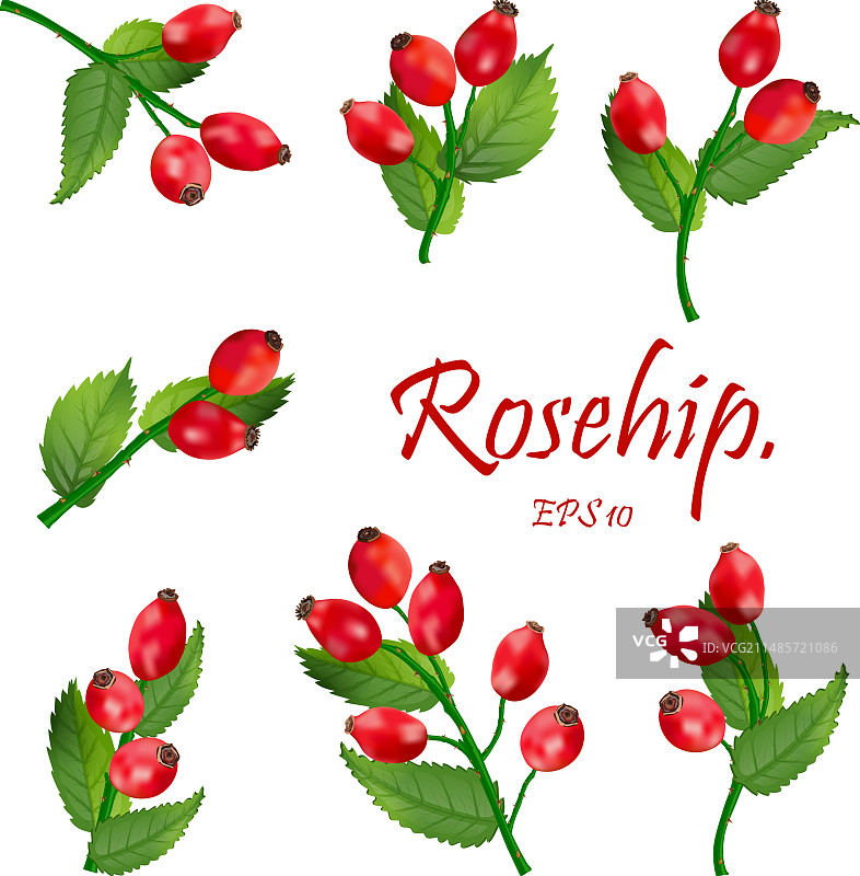 红色玫瑰果与绿叶枝条素材图片素材