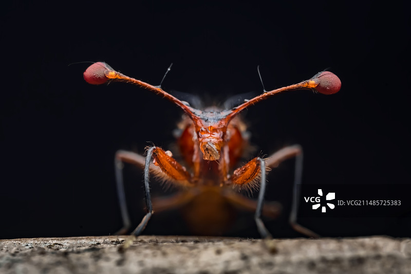 《突眼蝇》图片素材