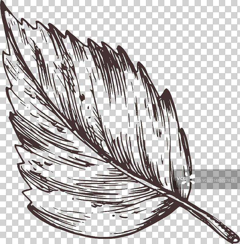 秋季白桦树叶植物素材图片素材