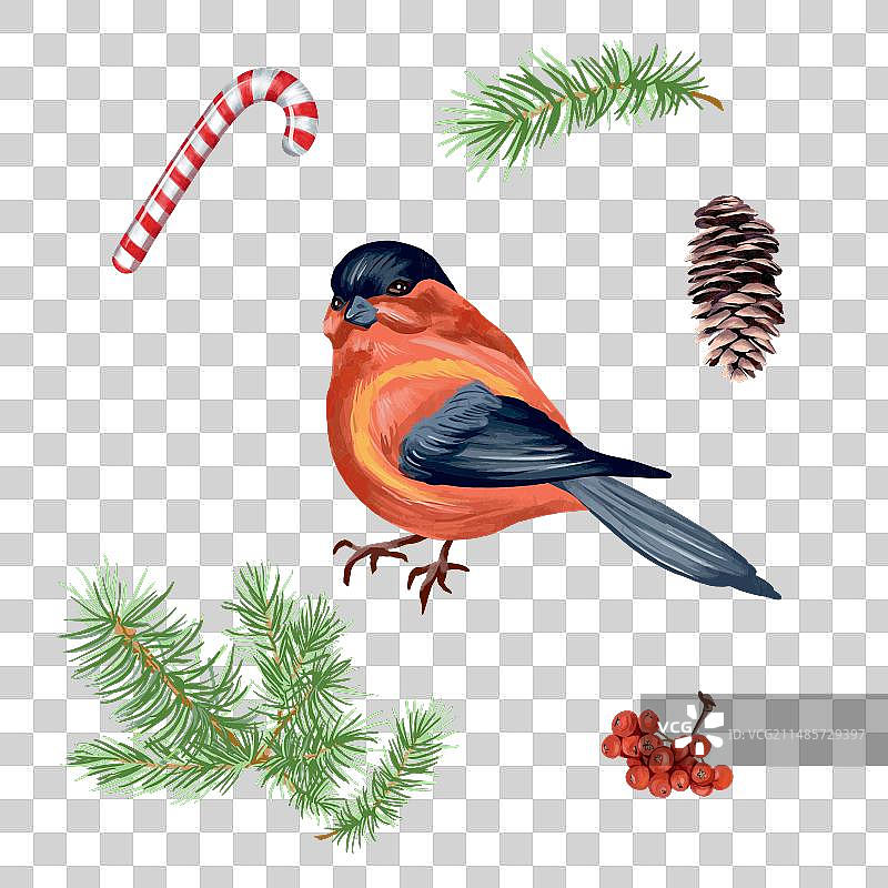 山雀、花楸树枝、云杉枝和松果图片素材