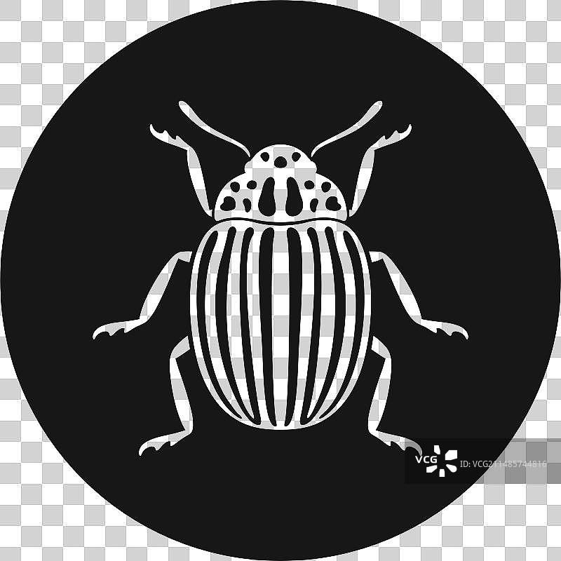 科罗拉多甲虫图片素材