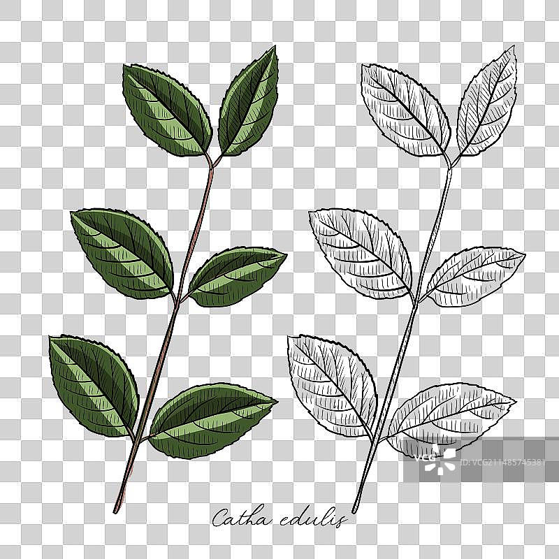 手绘卡塔叶图片素材