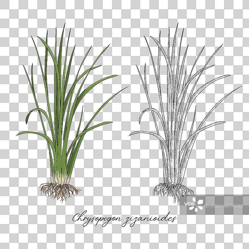 绘画香根草植物图片素材