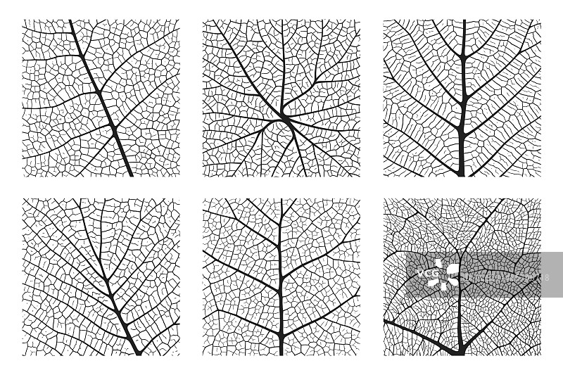 树叶纹理抽象背景图图片素材