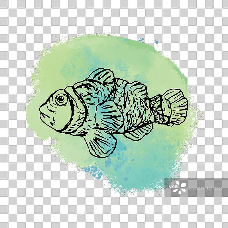 橙色带白色条纹的眼斑海葵鱼图片素材