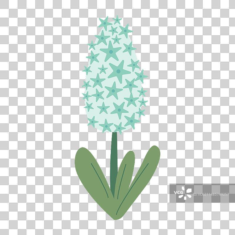 白色背景上美丽的浅蓝色风信子图片素材