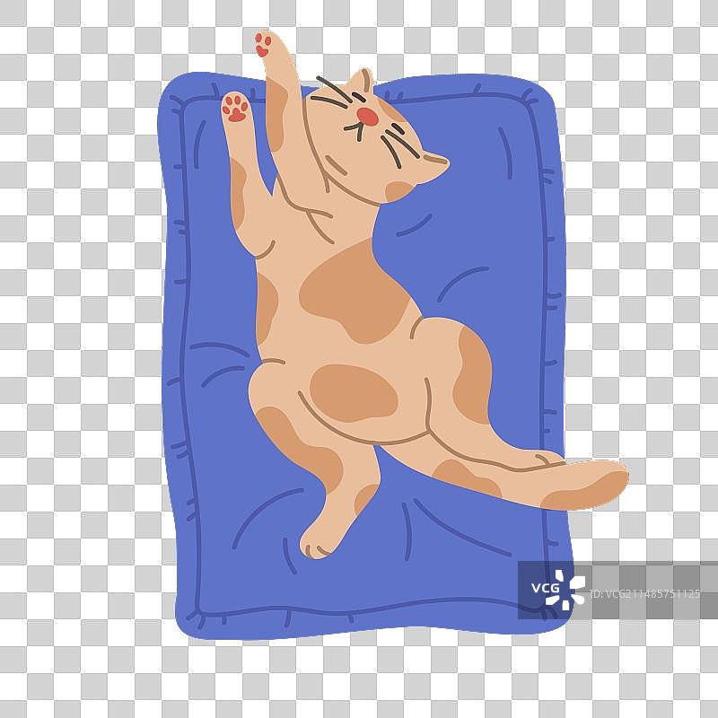 在宠物床上放松睡觉的猫图片素材