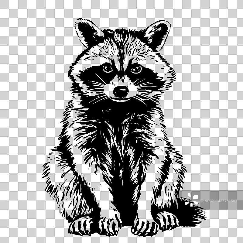 可爱手绘浣熊素描图片素材