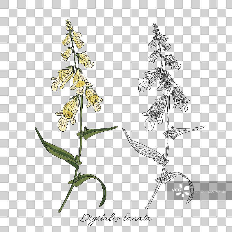 毛地黄绘画图片素材