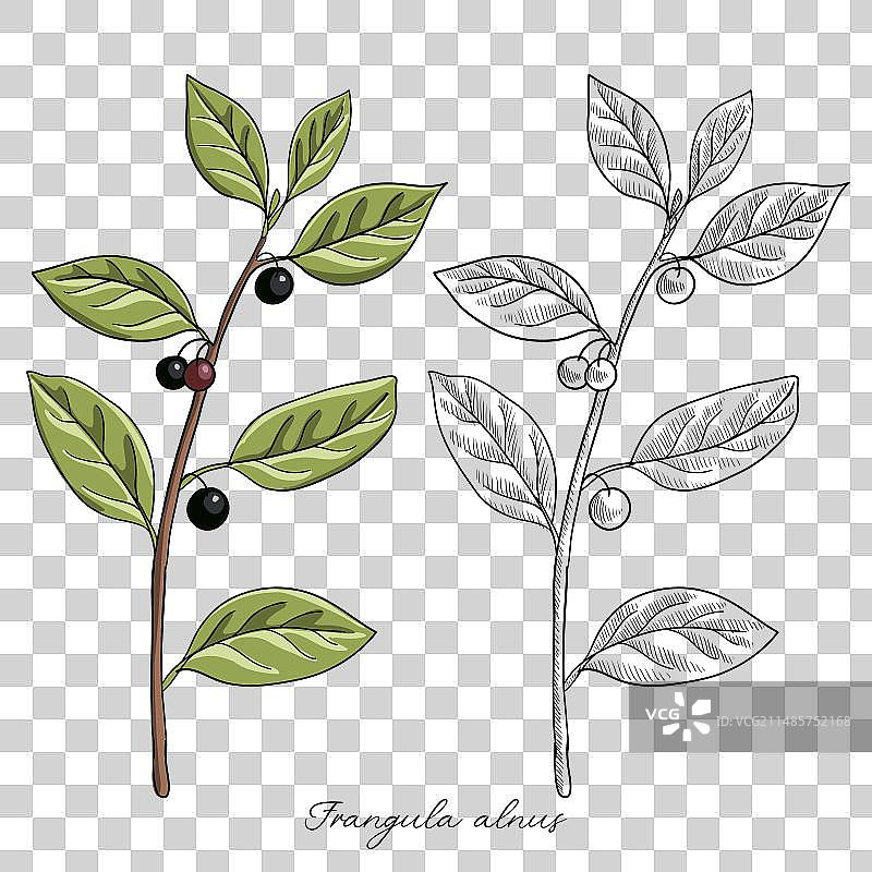 绘画欧鼠李图片素材