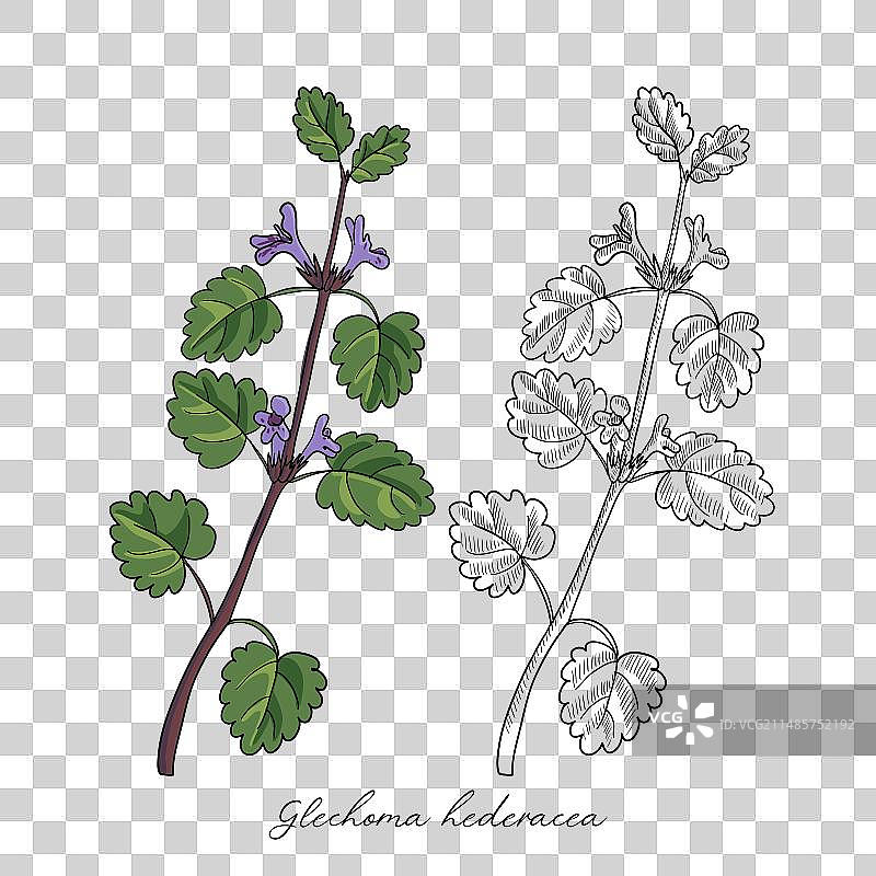 活血丹绘画图片素材